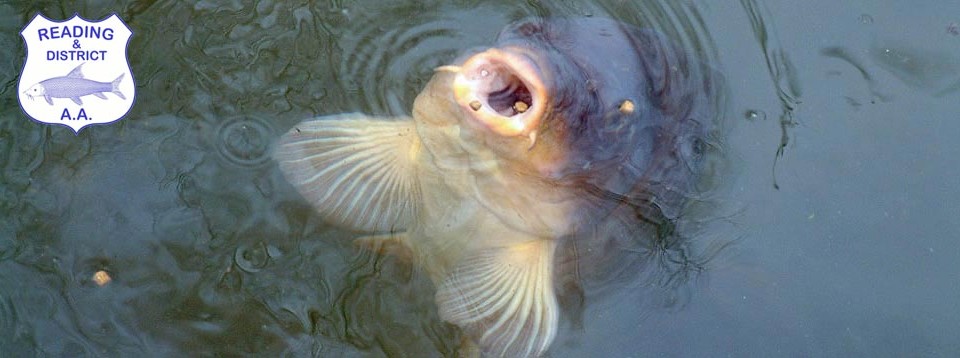 Reading and District Angling Association Fishings